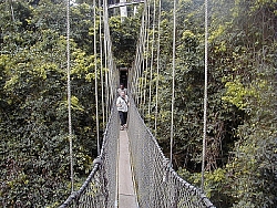 Canopy walk in rain forrest - part of technical tour - Click picture for bigger format